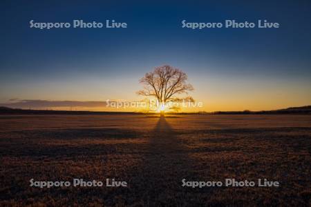 はるにれの木と日の出