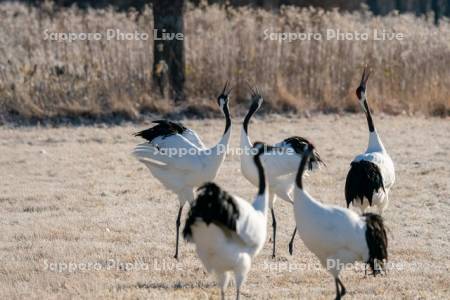 タンチョウの鳴き合い