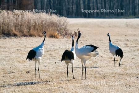 タンチョウの鳴き合い