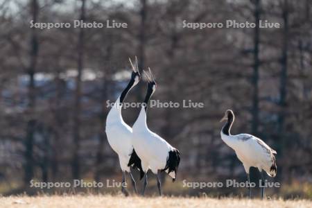 タンチョウの鳴き合い