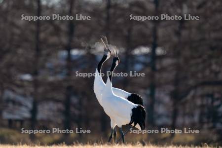 タンチョウの鳴き合い