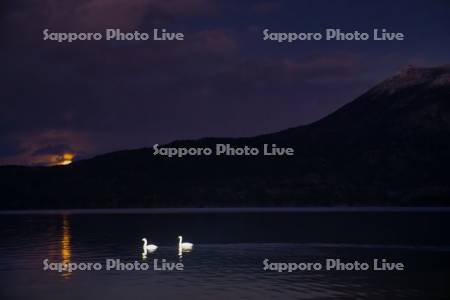 阿寒湖とハクチョウ