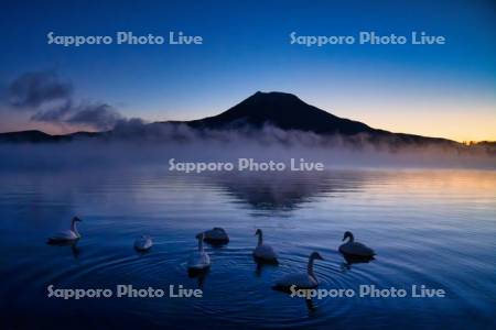 朝焼けの阿寒湖とハクチョウ