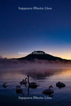 朝焼けの阿寒湖とハクチョウ