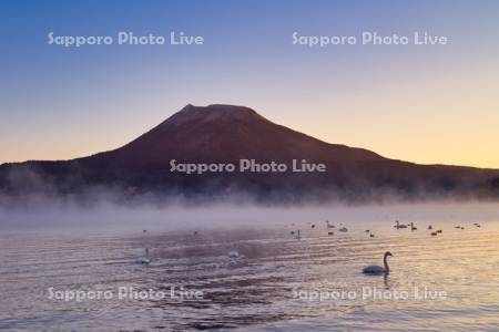 阿寒湖とハクチョウ
