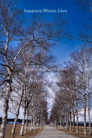 十勝牧場の白樺並木