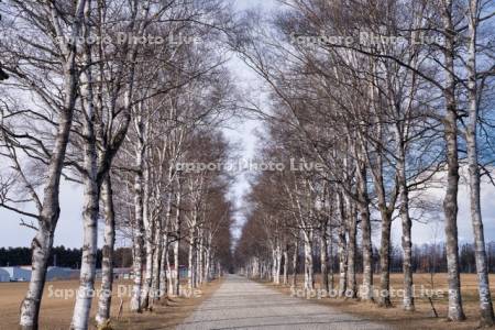 十勝牧場の白樺並木