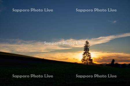 クリスマスツリーの木夕景