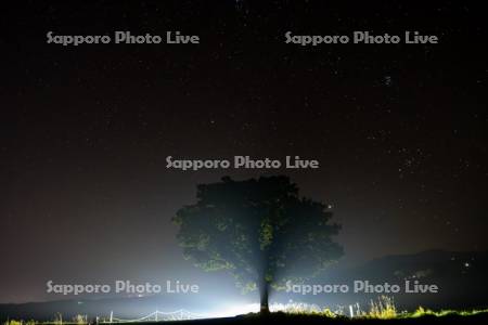 セブンスターの木と星空