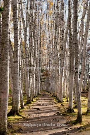 白樺並木