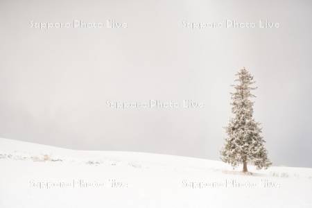 クリスマスツリーの木