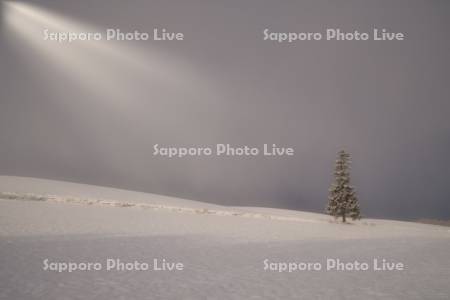 クリスマスツリーの木