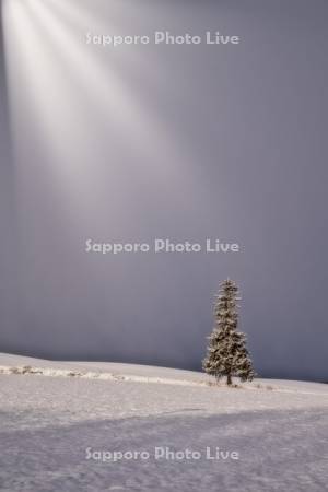 クリスマスツリーの木