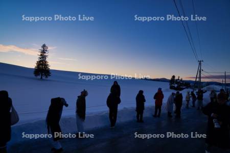 クリスマスツリーの木と観光客