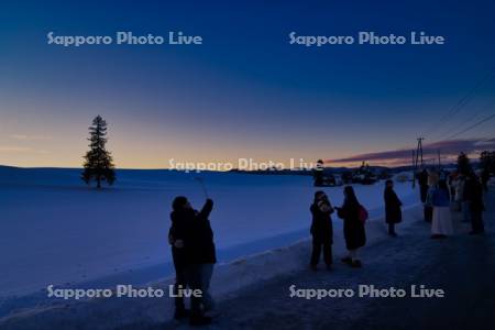 クリスマスツリーの木と観光客