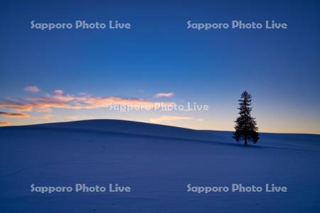 クリスマスツリーの木夕景