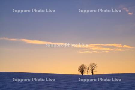 親子の木の夕景