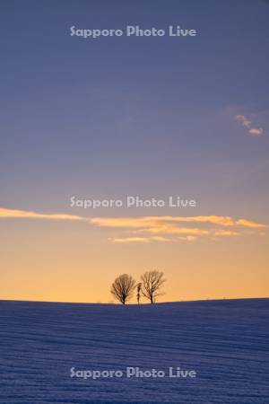 親子の木の夕景