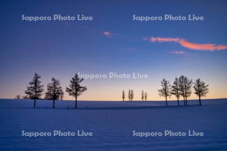 マイルドセブンの丘