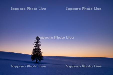 クリスマスツリーの木夕景