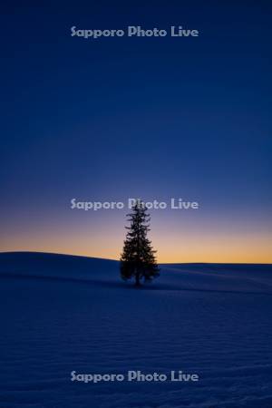 クリスマスツリーの木夕景