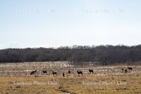 北方原生花園のエゾシカ