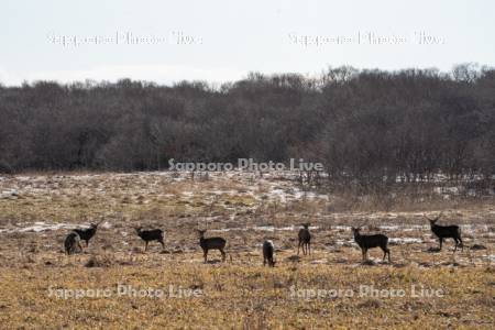 北方原生花園のエゾシカ