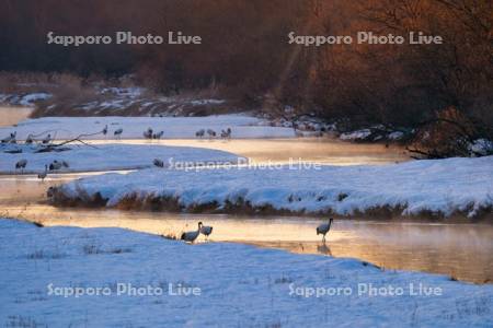 雪裡川のタンチョウ