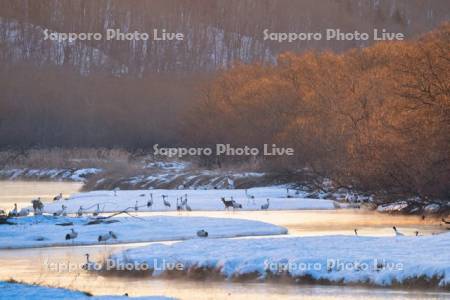 雪裡川のタンチョウ