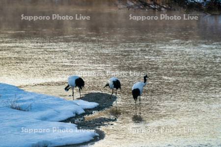 雪裡川のタンチョウ