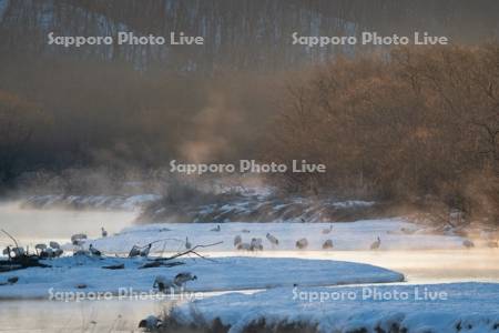 雪裡川のタンチョウ