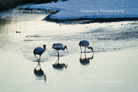 雪裡川のタンチョウ