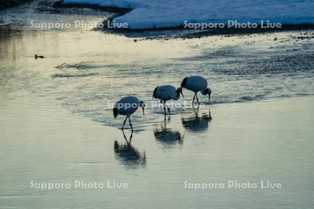 雪裡川のタンチョウ