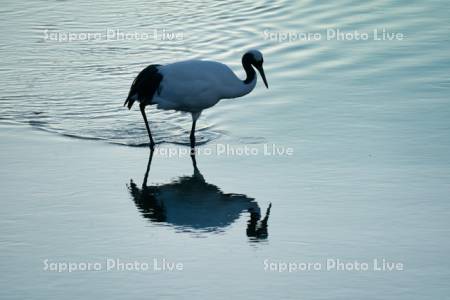 雪裡川のタンチョウ