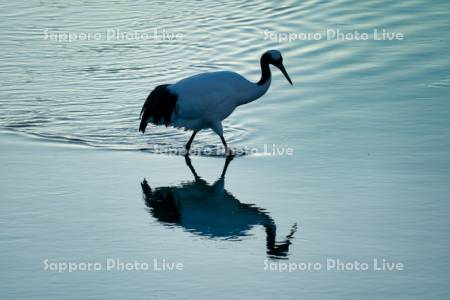 雪裡川のタンチョウ