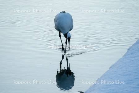 雪裡川のタンチョウ