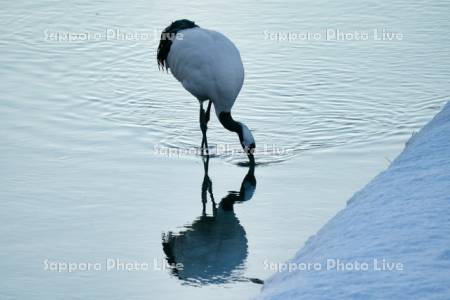 雪裡川のタンチョウ