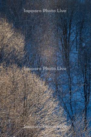 ダイヤモンドダスト