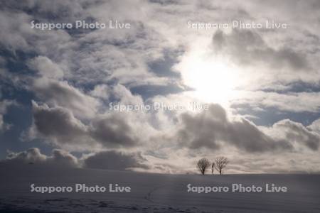夕景の親子の木