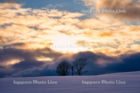 夕景の親子の木