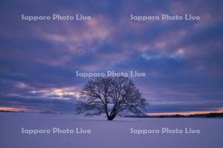 夜明けのはるにれの木