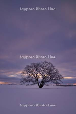 夜明けのはるにれの木