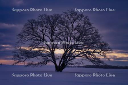 夜明けのはるにれの木