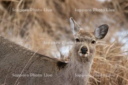 エゾシカ