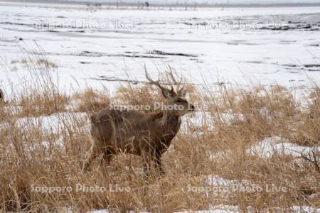 エゾシカ