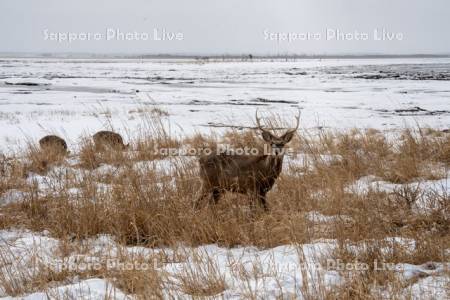 エゾシカ