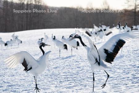 タンチョウ　求愛ダンス