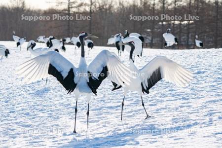 タンチョウ　求愛ダンス