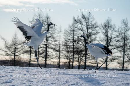 タンチョウ　求愛ダンス