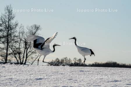 タンチョウ　求愛ダンス